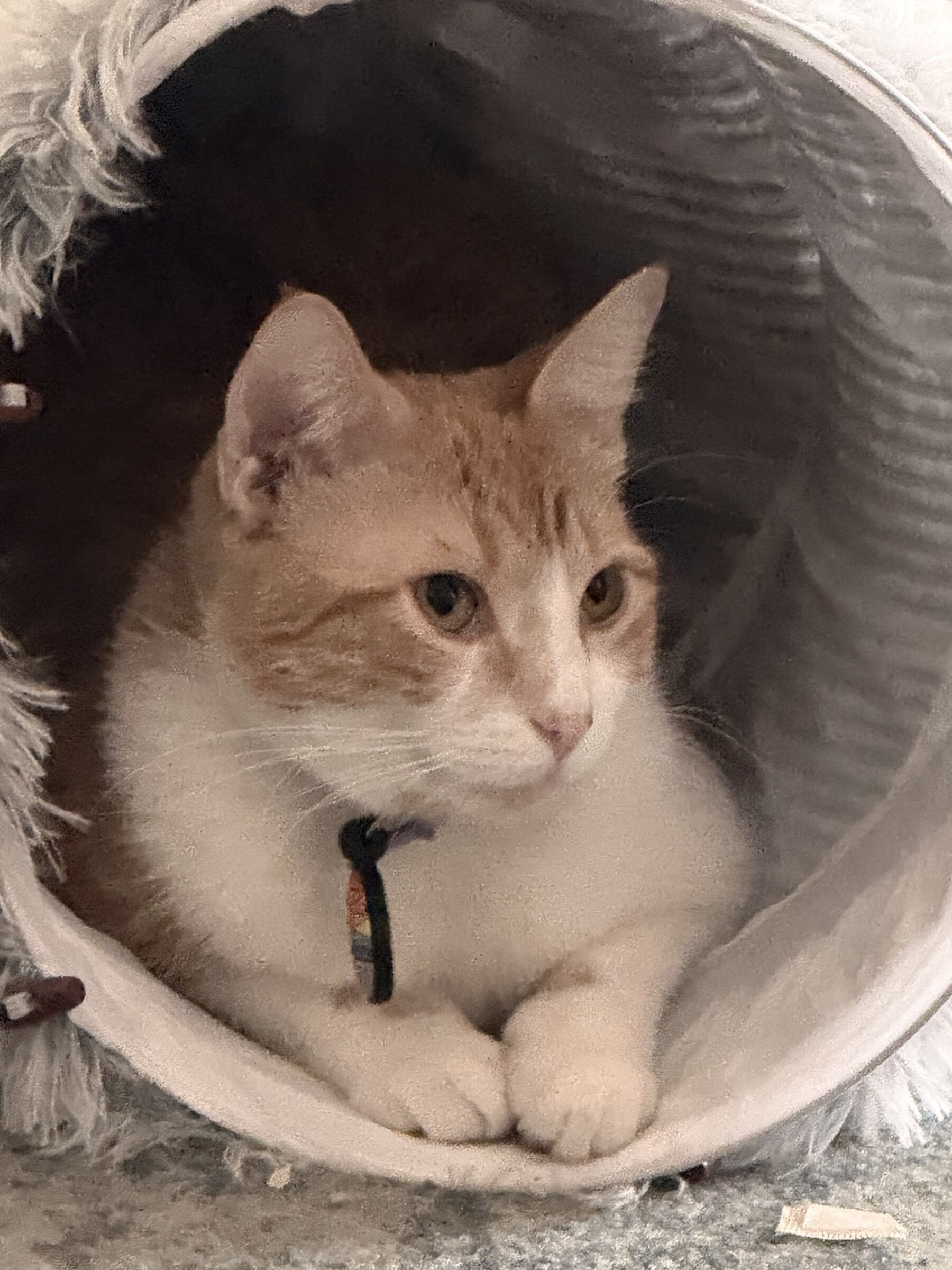 Original documentary photograph of Peaches resting inside a fabric tunnel