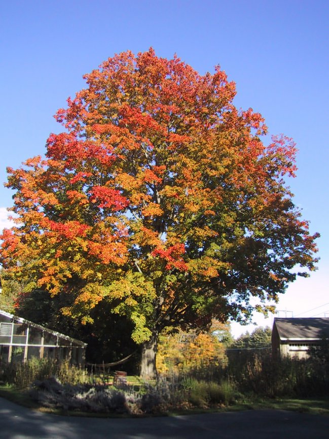 Maple tree turning red and gold